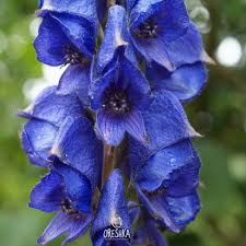 Image result for Aconitum napellus