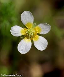 Attēlu rezultāti vaicājumam “Batrachium”