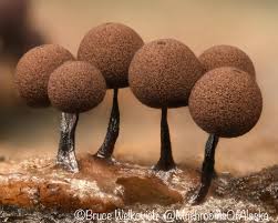 Attēlu rezultāti vaicājumam “Enerthenema papillatum”