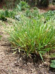 Attēlu rezultāti vaicājumam “Poa annua”