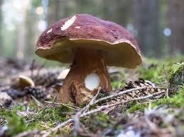 Attēlu rezultāti vaicājumam “Boletus pinophilus”
