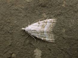 Attēlu rezultāti vaicājumam “Nola aerugula”