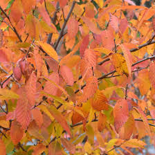 Attēlu rezultāti vaicājumam “Carpinus caroliniana”