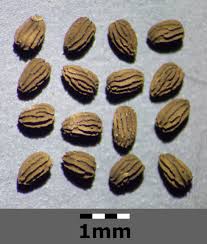 Attēlu rezultāti vaicājumam “Microrrhinum minus”