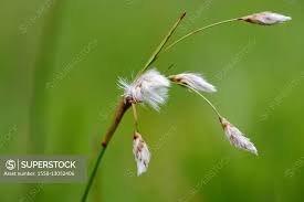 Attēlu rezultāti vaicājumam “Eriophorum angustifolium flower”