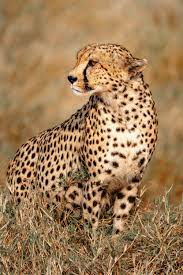 Afbeeldingsresultaat voor cheeta