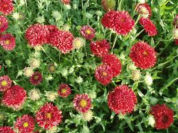 Image result for Gaillardia