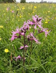 Image result for Lychnis flos-cuculi
