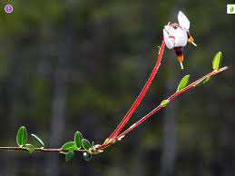 Attēlu rezultāti vaicājumam “Oxycoccus microcarpus”