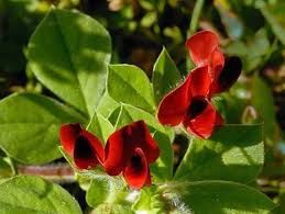 Image result for Lotus tetragonolobus