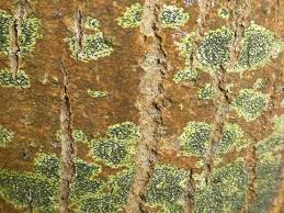 Attēlu rezultāti vaicājumam “Opegrapha atra”