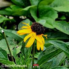 Image result for Rudbeckia fulgida