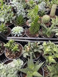 Image result for Mehikasvi