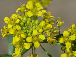 Attēlu rezultāti vaicājumam “Rorippa amphibia leaf”