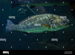 Image result for Argyrosomus regius