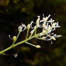 Attēlu rezultāti vaicājumam “Actaea spicata flower”