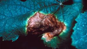 Attēlu rezultāti vaicājumam “Trichia botrytis spores”