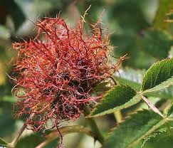 Attēlu rezultāti vaicājumam “Diplolepis rosae”