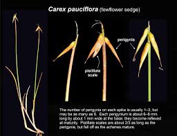 Attēlu rezultāti vaicājumam “Carex pauciflora”