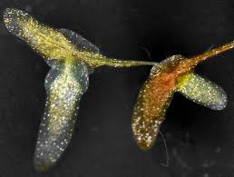 Attēlu rezultāti vaicājumam “Lemna trisulca”