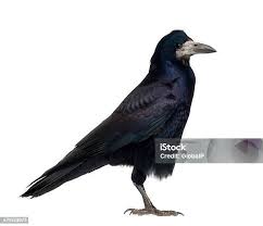 Attēlu rezultāti vaicājumam “Corvus frugilegus”