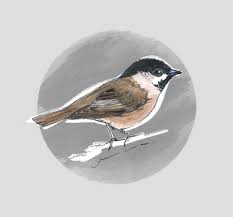 Attēlu rezultāti vaicājumam “Poecile montanus adult”