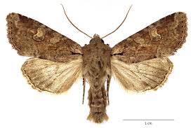 Attēlu rezultāti vaicājumam “Apamea sordens”