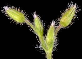 Attēlu rezultāti vaicājumam “Cerastium semidecandrum bud”