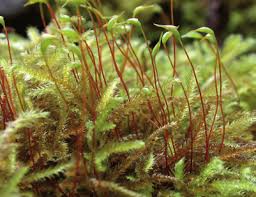 Attēlu rezultāti vaicājumam “Eurhynchium striatum”