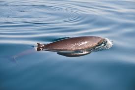 Image result for Ziphius cavirostris