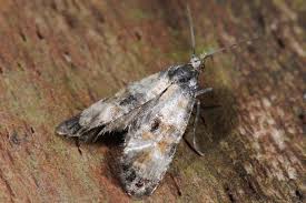 Attēlu rezultāti vaicājumam “Cochylis dubitana”