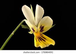 Attēlu rezultāti vaicājumam “Viola tricolor subsp. matutina flower”