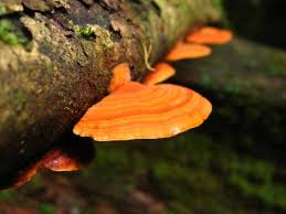 Attēlu rezultāti vaicājumam “Junghuhnia pseudozilingiana”