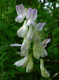 Attēlu rezultāti vaicājumam “Vicia sylvatica flower”