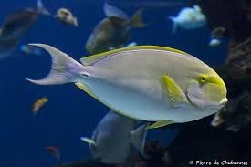 Image result for Acanthurus xanthopterus