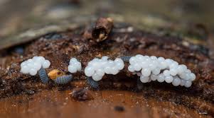 Attēlu rezultāti vaicājumam “Amaurochaete fusiformis macro”