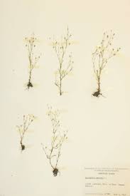 Attēlu rezultāti vaicājumam “Gypsophila muralis”