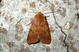 Attēlu rezultāti vaicājumam “Agrochola helvola imago”