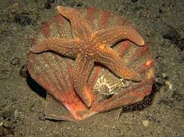 Image result for Asterias rubens