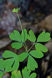 Attēlu rezultāti vaicājumam “Isopyrum thalictroides leaf”