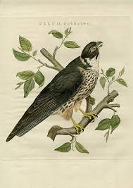 Attēlu rezultāti vaicājumam “Falco subbuteo”