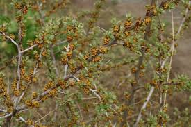 Attēlu rezultāti vaicājumam “Hippophae rhamnoides male flower”