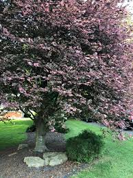 Attēlu rezultāti vaicājumam “Fagus sylvatica fo. purpurea flower”