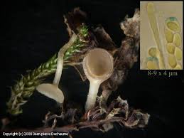 Attēlu rezultāti vaicājumam “Ciboria amentacea”