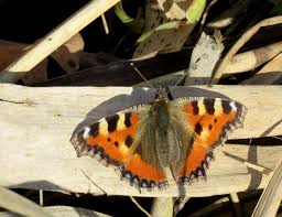 Attēlu rezultāti vaicājumam “Aglais urticae underside”