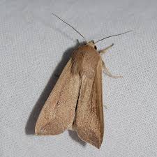 Attēlu rezultāti vaicājumam “Mythimna sp.”