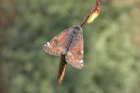 Attēlu rezultāti vaicājumam “Archiearis parthenias”