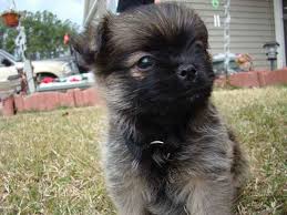 Image result for brüsseler giffon