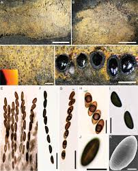 Attēlu rezultāti vaicājumam “Hypoxylon vogesiacum”