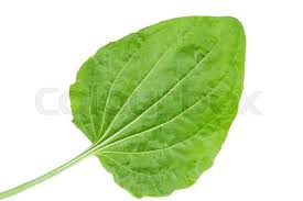 Attēlu rezultāti vaicājumam “Plantago major leaf”